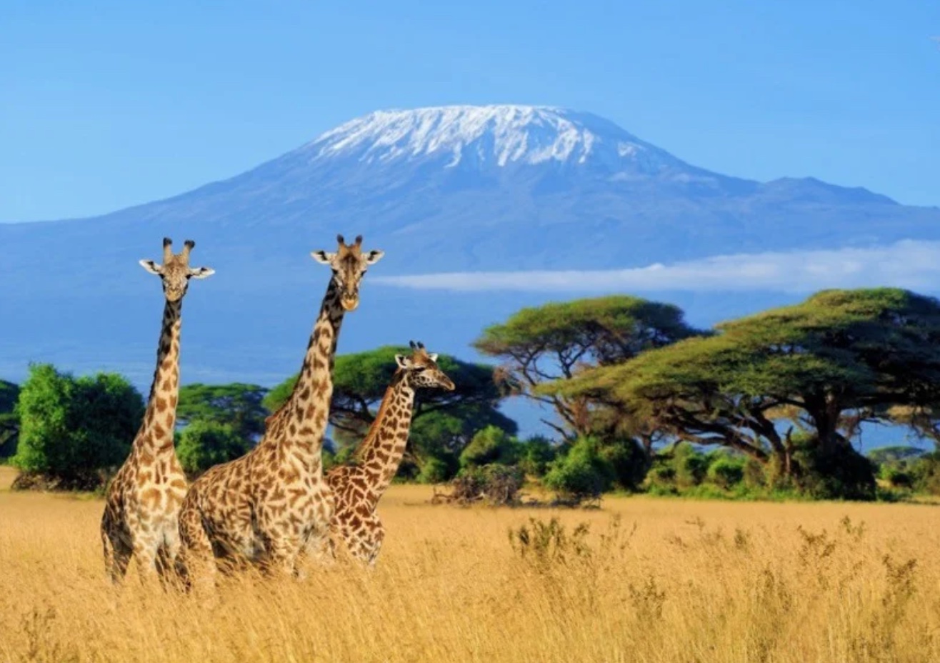 Hochzeitsreise / Afrika