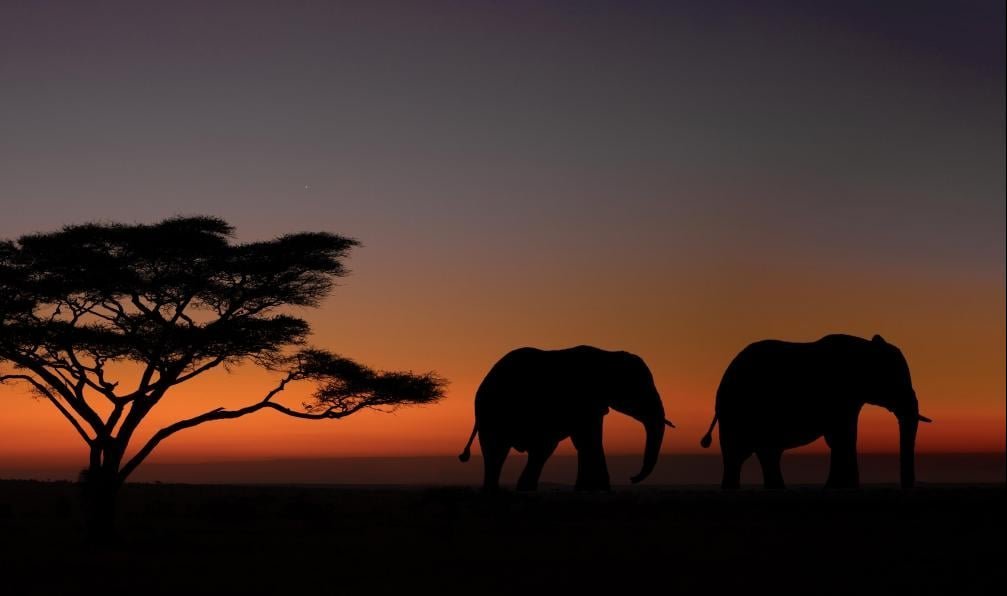 Safari en Tanzanie